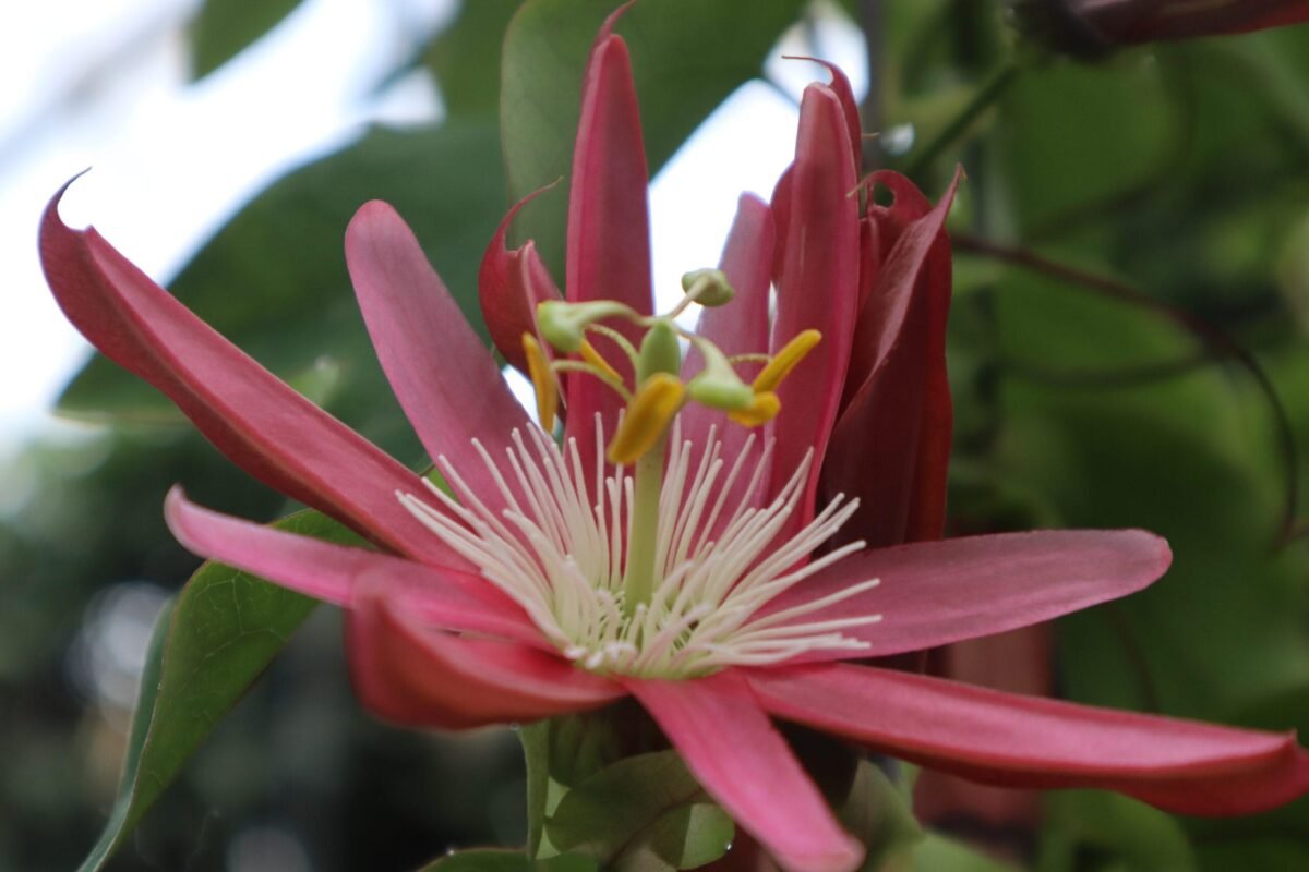 new york botanical garden nymyway