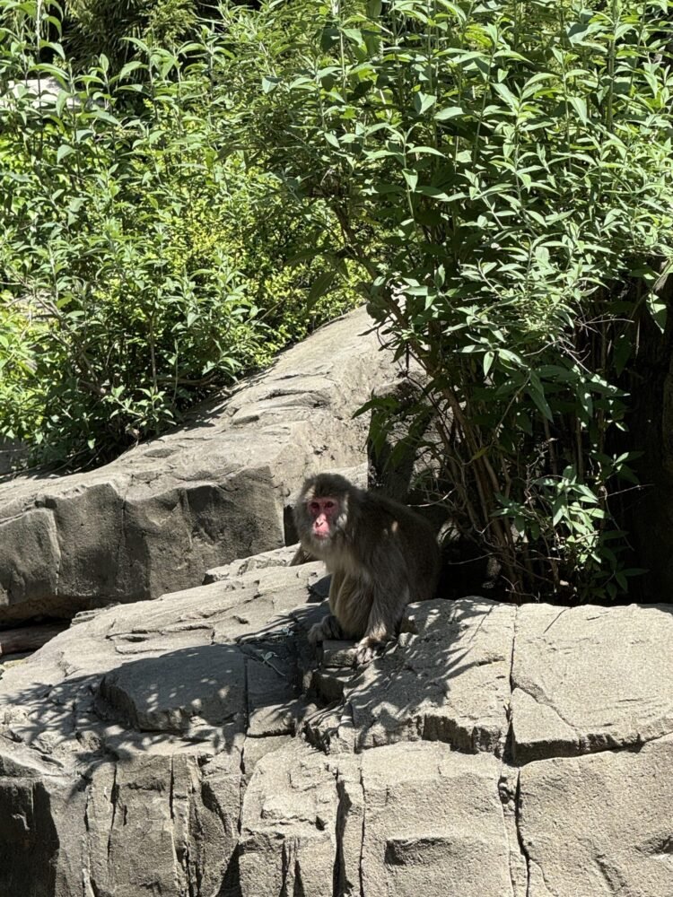 Central Park Zoo nymyway