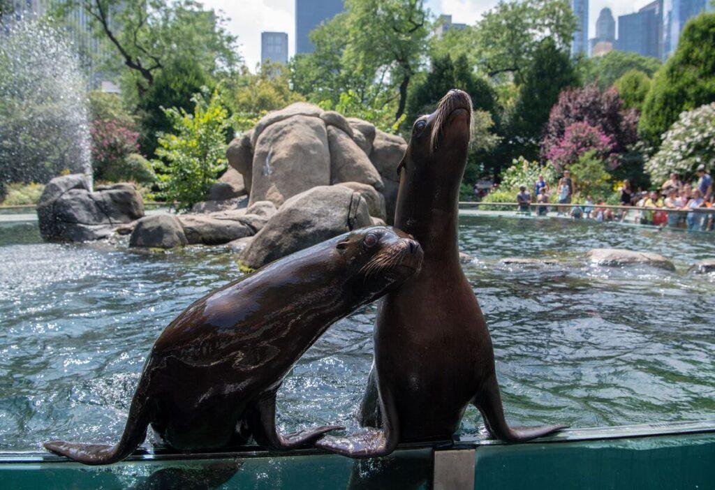 Central Park Zoo nymyway