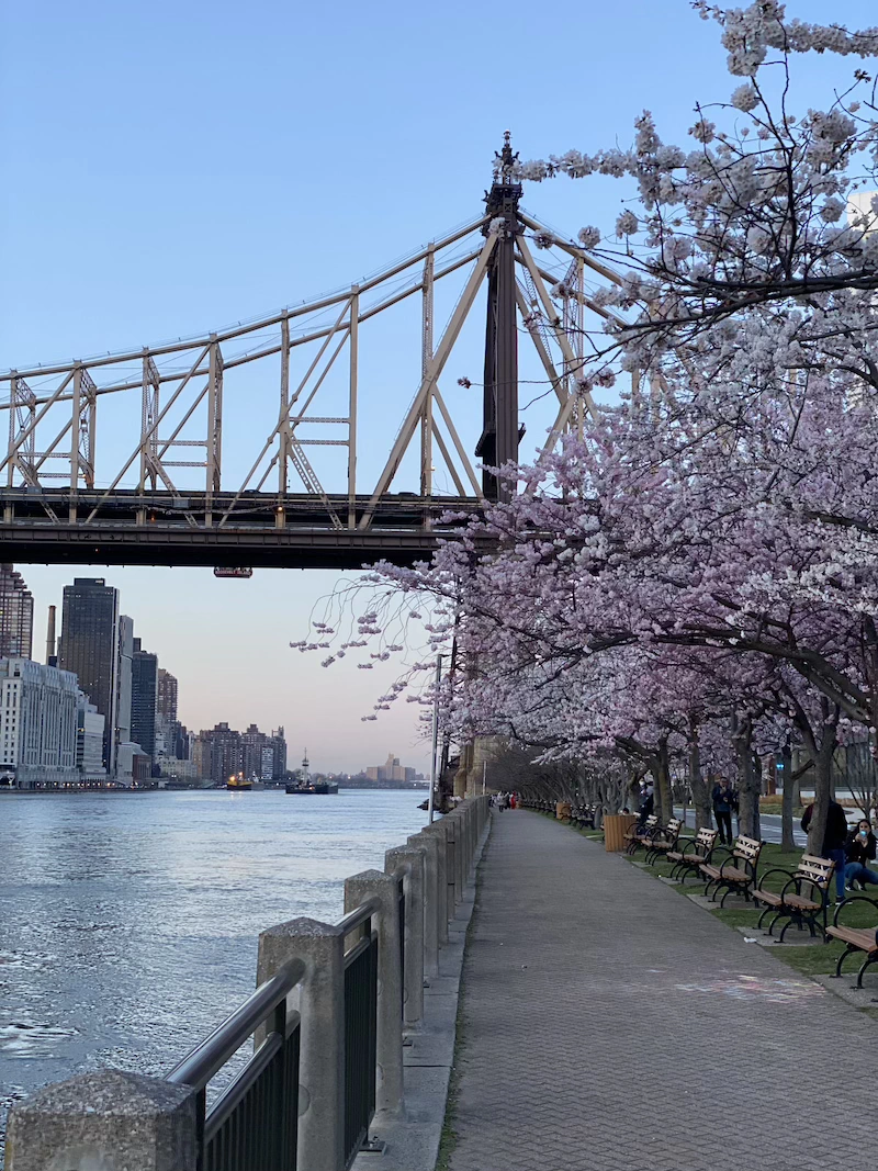 primavera en nyc dónde encontrar cerezos en nueva york