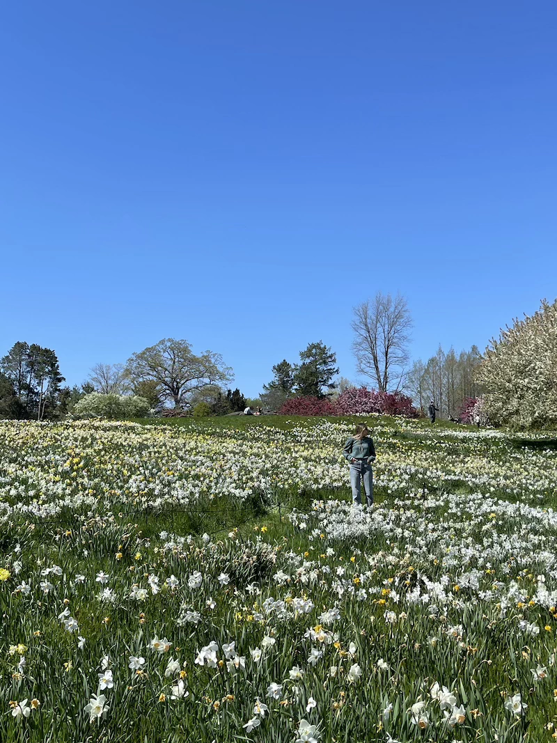 jardín botánico de nueva york bronx primavera