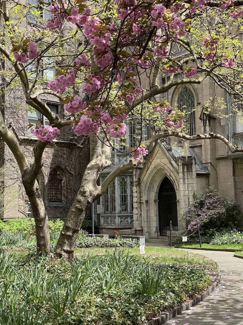 primavera en nyc dónde encontrar cerezos en nueva york