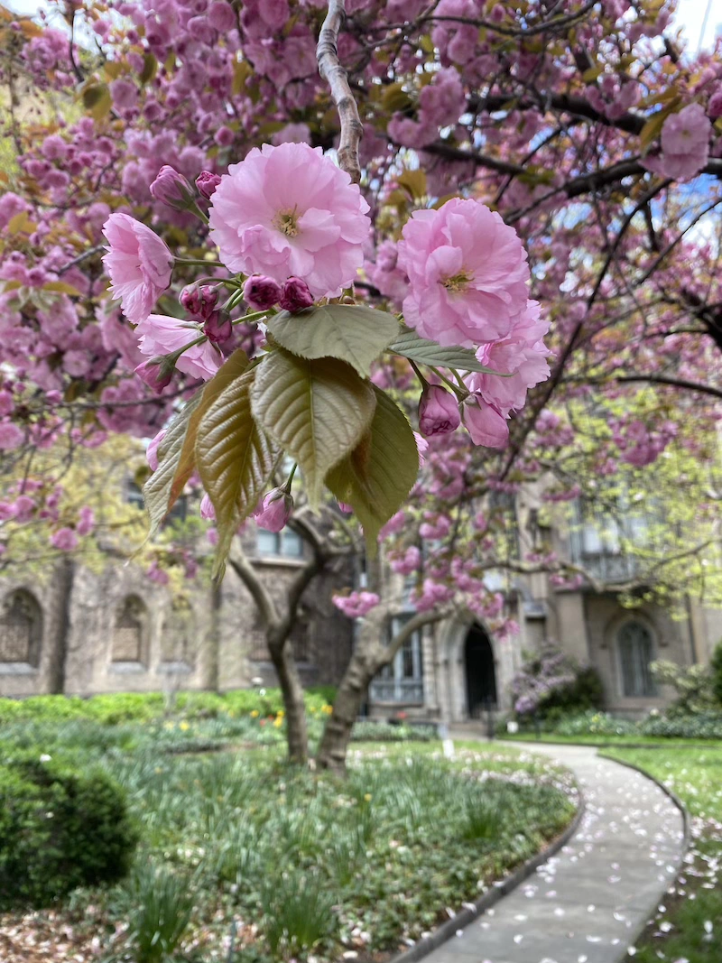 primavera en nyc dónde encontrar cerezos en nueva york
