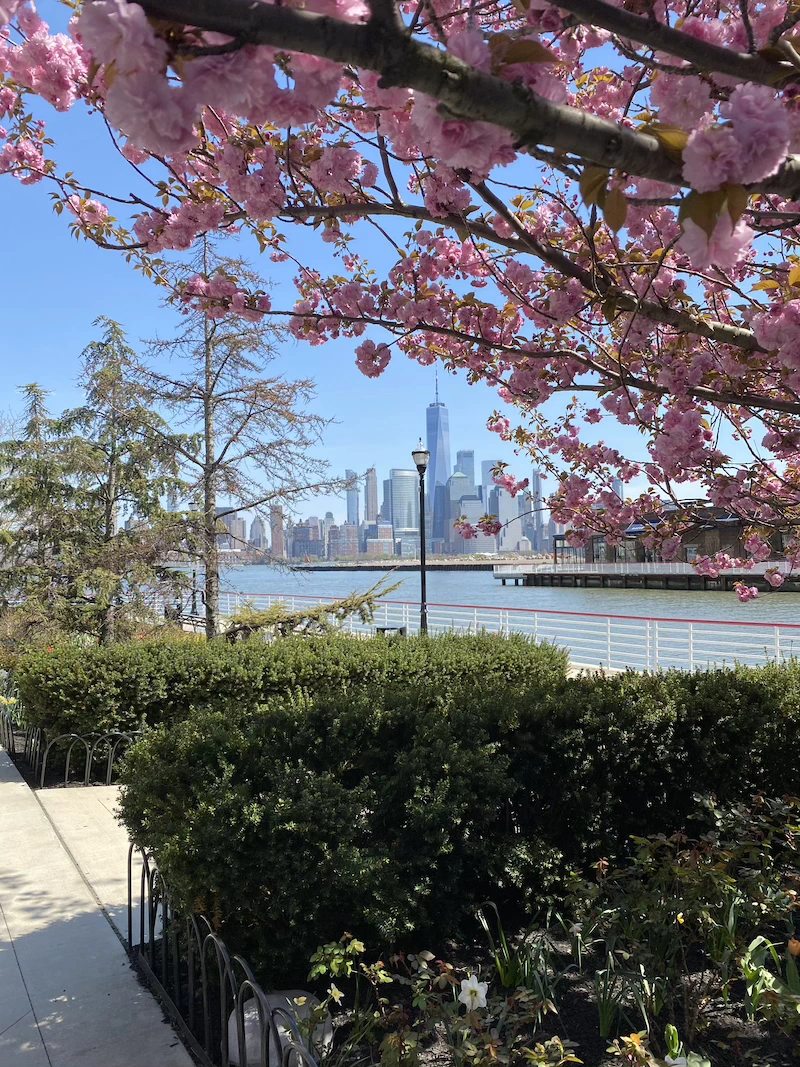 primavera en nyc dónde encontrar cerezos en nueva york