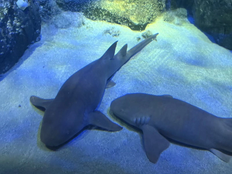 qué hacer en coney island nyc