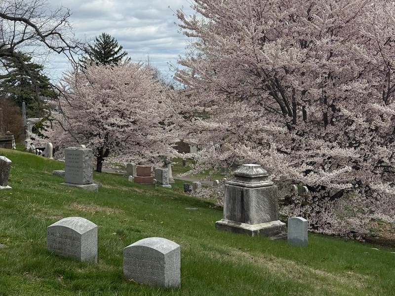 greenwood cementery en primavera