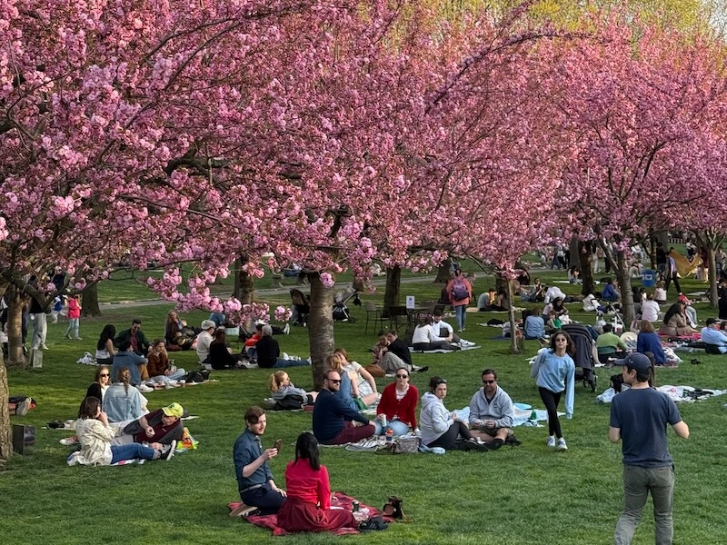 primavera brooklyn botanic garden bbg nymyway