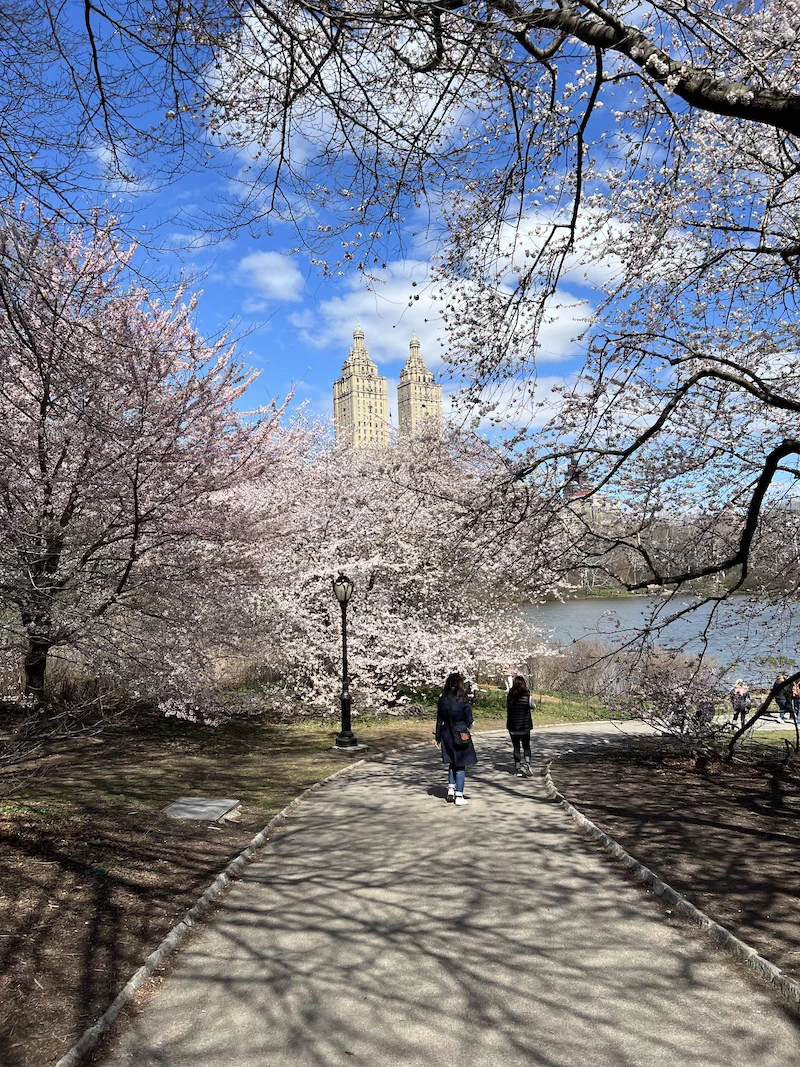primavera en nyc dónde encontrar cerezos en nueva york
