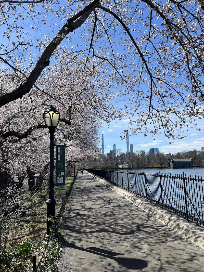 primavera en nyc dónde encontrar cerezos en nueva york