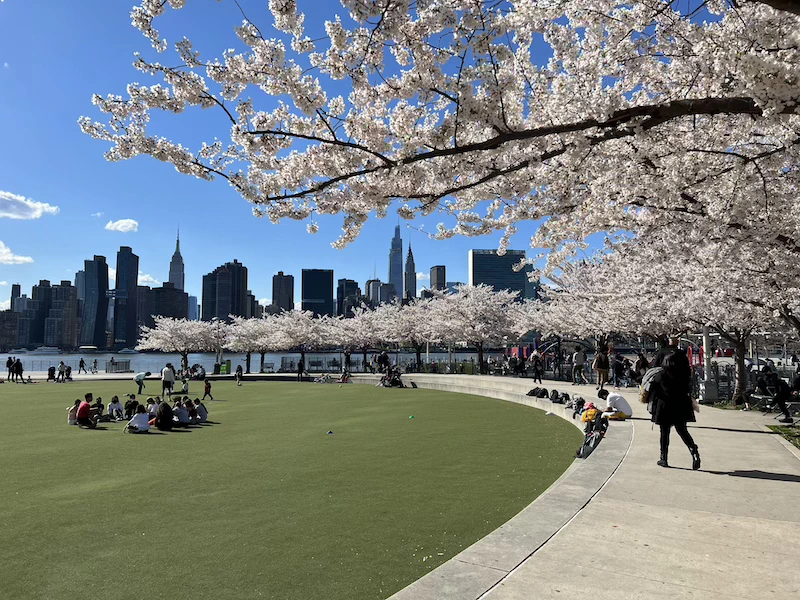 primavera en nyc dónde encontrar cerezos en nueva york