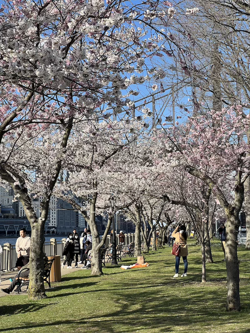 primavera en nyc dónde encontrar cerezos en nueva york