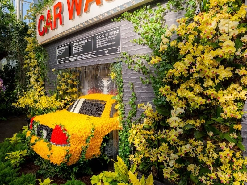 show de orquídeas nymyway