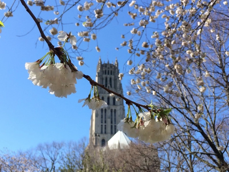 sakura park en primavera nyc