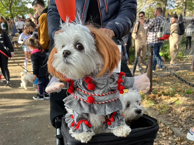 desfile halloween perros nymyway